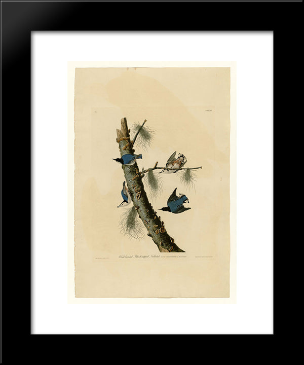 Plate 152 White-Breasted Black-Capped Nuthatch 20x24 Black Modern Wood Framed Art Print Poster by Audubon, John James