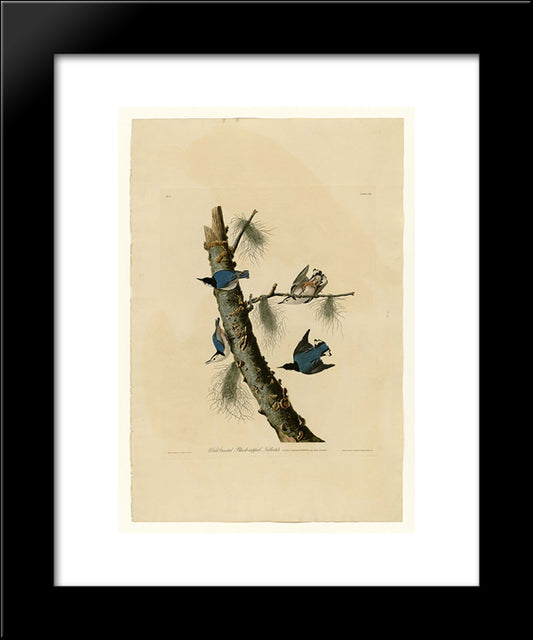 Plate 152 White-Breasted Black-Capped Nuthatch 20x24 Black Modern Wood Framed Art Print Poster by Audubon, John James