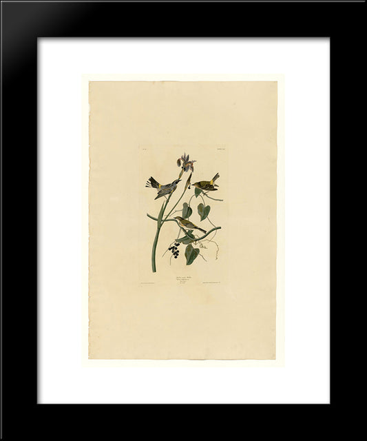 Plate 153 Yellow-Crown Warbler 20x24 Black Modern Wood Framed Art Print Poster by Audubon, John James