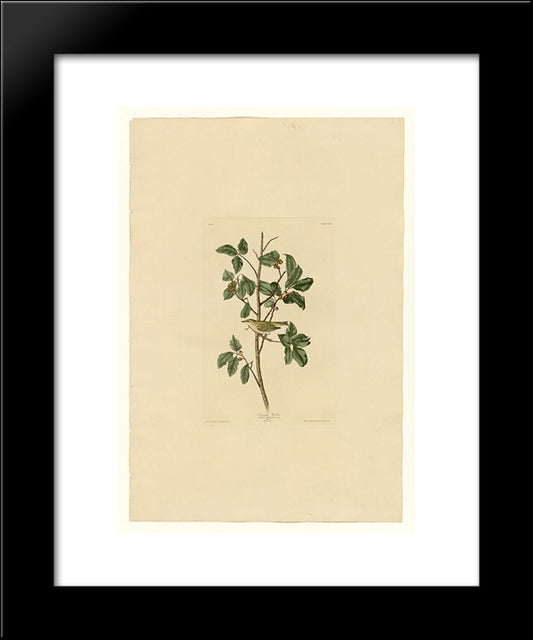 Plate 154 Tennessee Warbler 20x24 Black Modern Wood Framed Art Print Poster by Audubon, John James