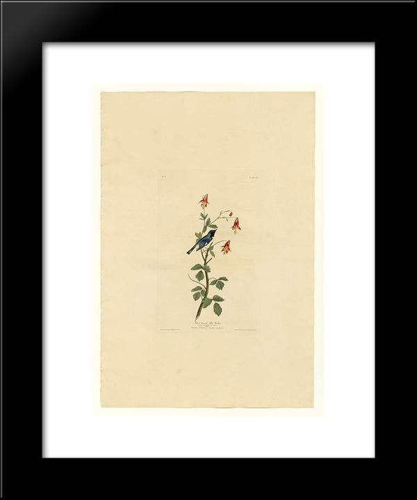 Plate 155 Black-Throated Blue Warbler 20x24 Black Modern Wood Framed Art Print Poster by Audubon, John James