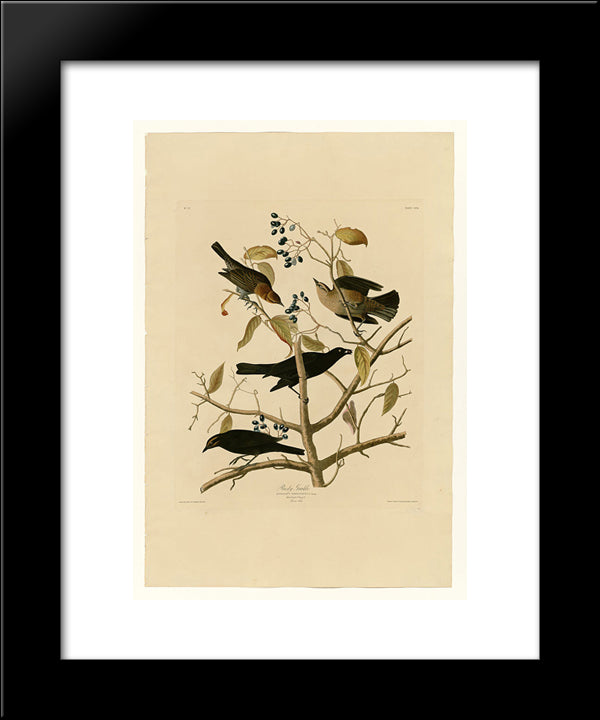 Plate 157 Rusty Grakle 20x24 Black Modern Wood Framed Art Print Poster by Audubon, John James