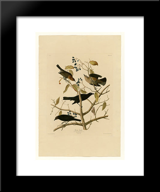 Plate 157 Rusty Grakle 20x24 Black Modern Wood Framed Art Print Poster by Audubon, John James
