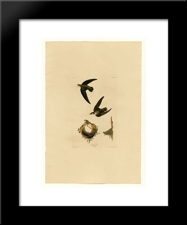 Plate 158 American Swift 20x24 Black Modern Wood Framed Art Print Poster by Audubon, John James