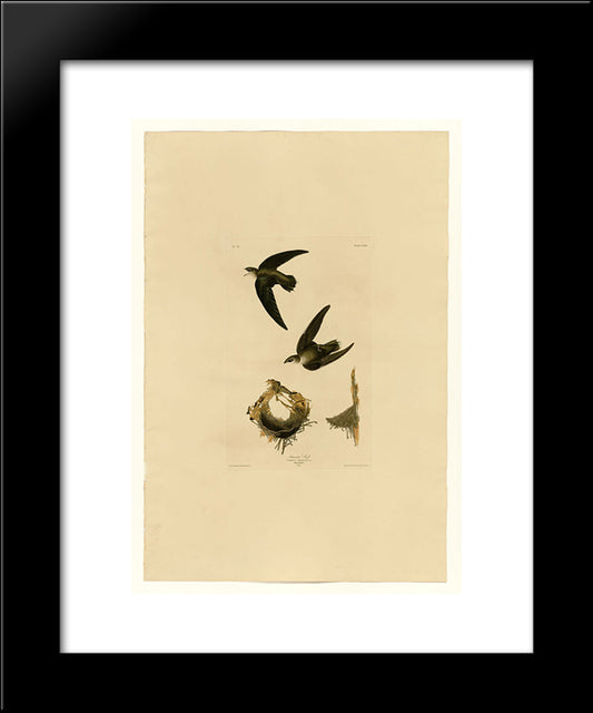 Plate 158 American Swift 20x24 Black Modern Wood Framed Art Print Poster by Audubon, John James