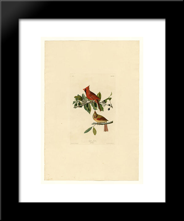 Plate 159 Cardinal Grosbeak 20x24 Black Modern Wood Framed Art Print Poster by Audubon, John James