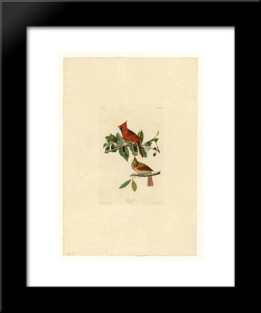 Plate 159 Cardinal Grosbeak 20x24 Black Modern Wood Framed Art Print Poster by Audubon, John James
