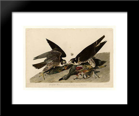 Plate 16. Great-Footed Hawk 20x24 Black Modern Wood Framed Art Print Poster by Audubon, John James
