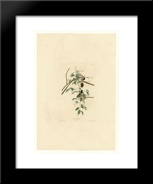 Plate 160 Black-Capped Titmouse 20x24 Black Modern Wood Framed Art Print Poster by Audubon, John James