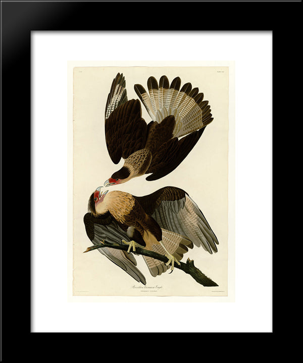 Plate 161 Brasilian Caracara Eagle 20x24 Black Modern Wood Framed Art Print Poster by Audubon, John James