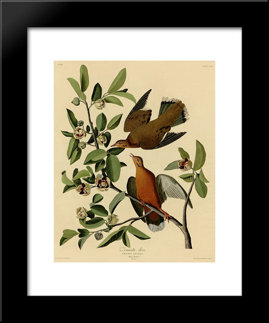 Plate 162 Zenaida Dove 20x24 Black Modern Wood Framed Art Print Poster by Audubon, John James