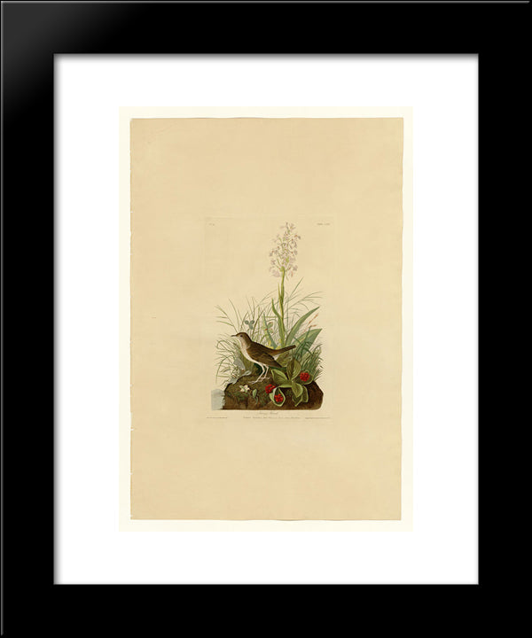 Plate 164 Tawny Thrush 20x24 Black Modern Wood Framed Art Print Poster by Audubon, John James