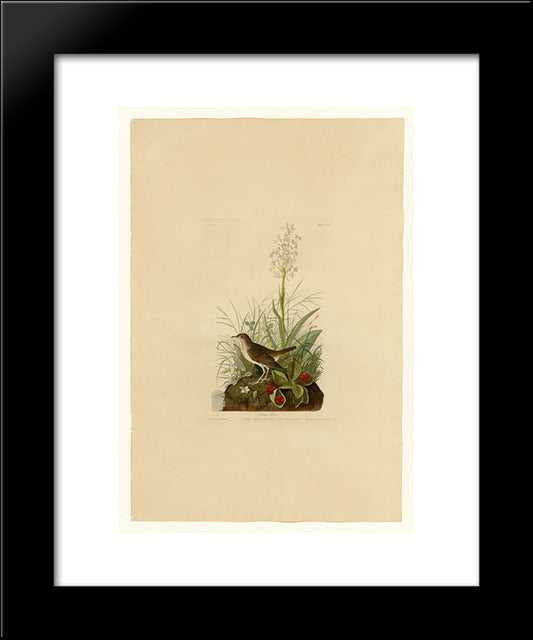 Plate 164 Tawny Thrush 20x24 Black Modern Wood Framed Art Print Poster by Audubon, John James