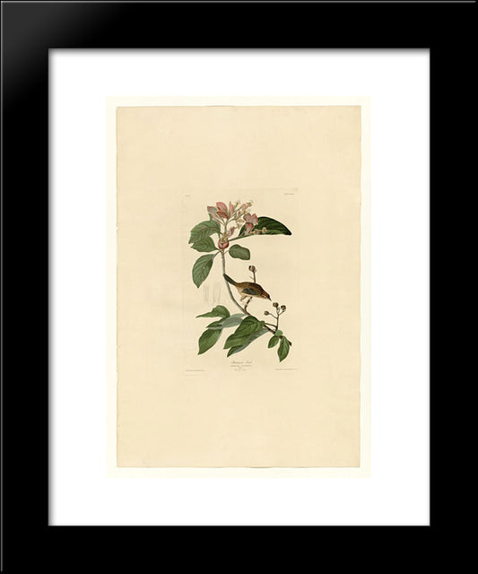 Plate 165 Bachmans Finch 20x24 Black Modern Wood Framed Art Print Poster by Audubon, John James