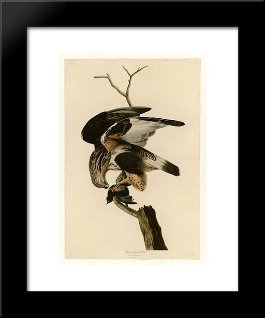 Plate 166 Rough-Legged Falcon 20x24 Black Modern Wood Framed Art Print Poster by Audubon, John James