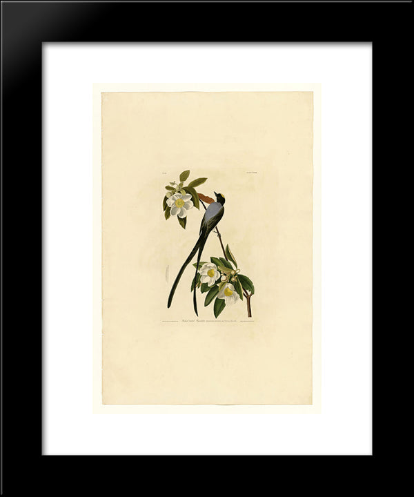 Plate 168 Fork-Tailed Flycatcher 20x24 Black Modern Wood Framed Art Print Poster by Audubon, John James