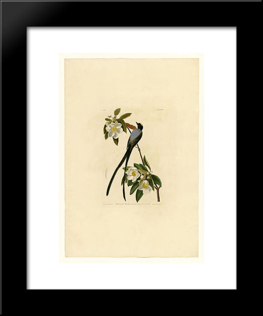 Plate 168 Fork-Tailed Flycatcher 20x24 Black Modern Wood Framed Art Print Poster by Audubon, John James
