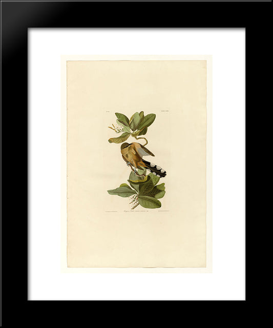 Plate 169 Mangrove Cuckoo 20x24 Black Modern Wood Framed Art Print Poster by Audubon, John James