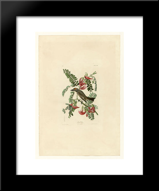 Plate 170 Gray Tyrant 20x24 Black Modern Wood Framed Art Print Poster by Audubon, John James