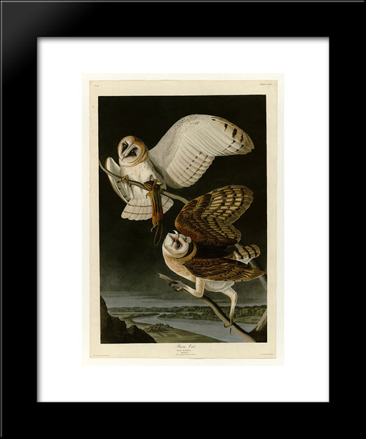 Plate 171 Barn Owl 20x24 Black Modern Wood Framed Art Print Poster by Audubon, John James