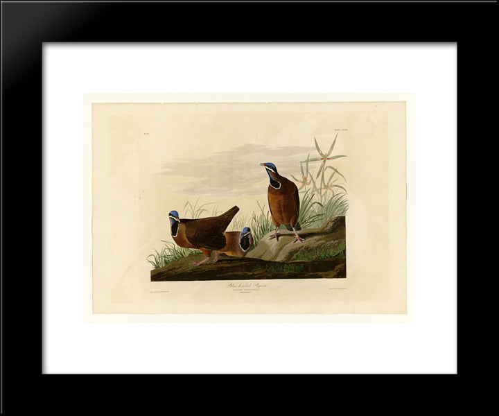 Plate 172 Blue-Headed Pigeon 20x24 Black Modern Wood Framed Art Print Poster by Audubon, John James