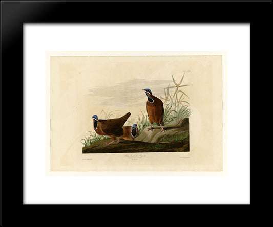 Plate 172 Blue-Headed Pigeon 20x24 Black Modern Wood Framed Art Print Poster by Audubon, John James