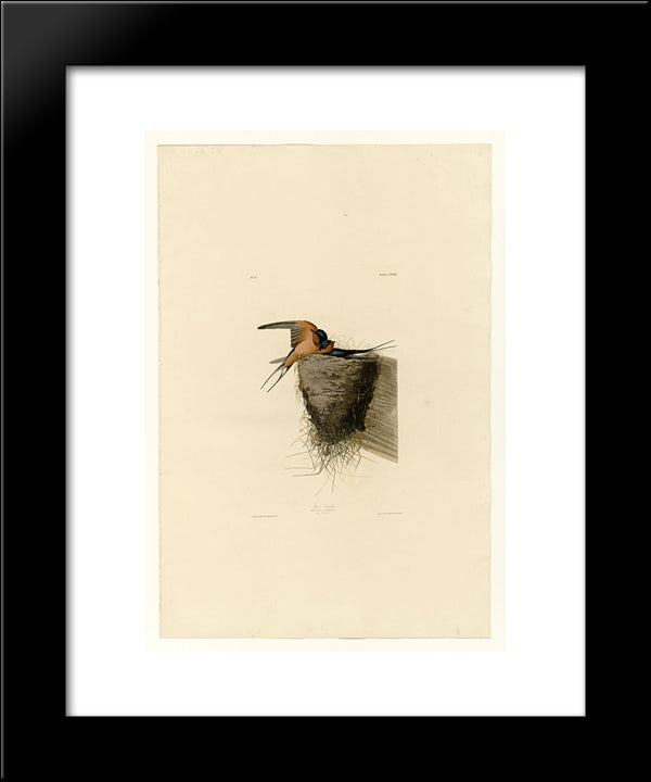 Plate 173 Barn Swallow 20x24 Black Modern Wood Framed Art Print Poster by Audubon, John James