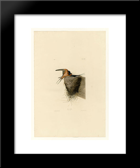 Plate 173 Barn Swallow 20x24 Black Modern Wood Framed Art Print Poster by Audubon, John James