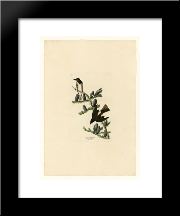 Plate 174 Olive Sided Flycatcher 20x24 Black Modern Wood Framed Art Print Poster by Audubon, John James
