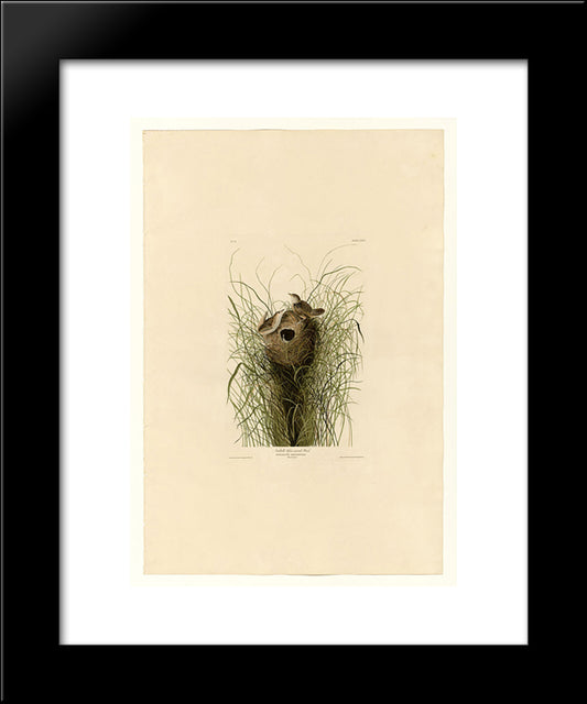 Plate 175 Nuttall'S Lesser-Marsh Wren 20x24 Black Modern Wood Framed Art Print Poster by Audubon, John James