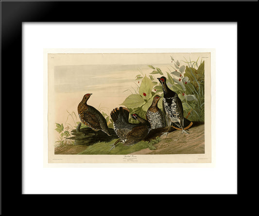 Plate 176 Spotted Grous 20x24 Black Modern Wood Framed Art Print Poster by Audubon, John James