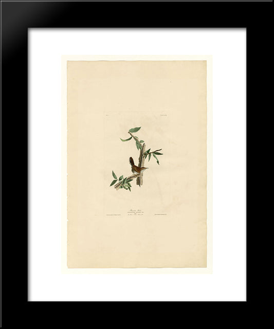 Plate 18. Bewick'S Wren 20x24 Black Modern Wood Framed Art Print Poster by Audubon, John James
