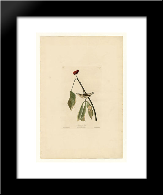 Plate 19. Louisiana Water Thrush 20x24 Black Modern Wood Framed Art Print Poster by Audubon, John James