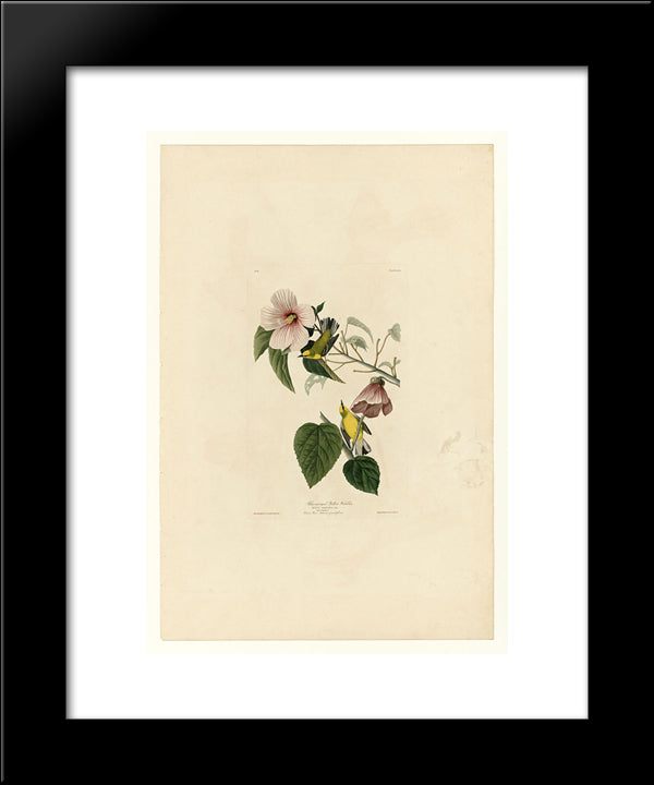 Plate 20. Blue-Winged Yellow Warbler 20x24 Black Modern Wood Framed Art Print Poster by Audubon, John James