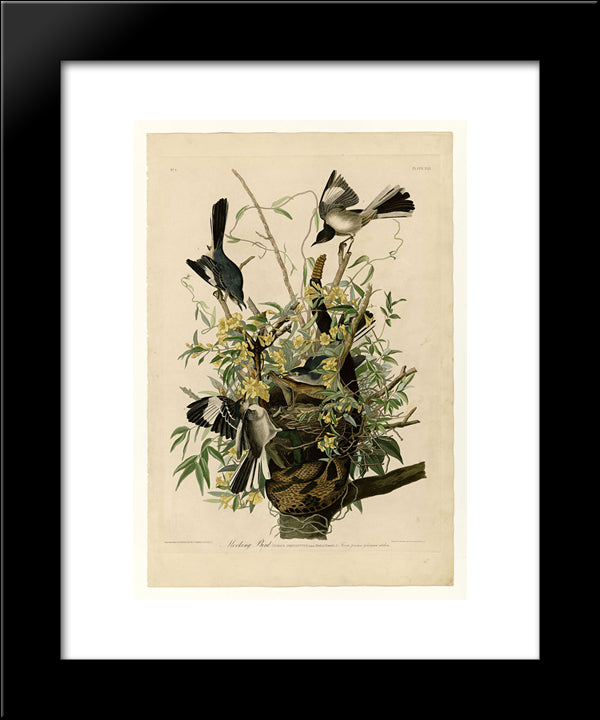 Plate 21. Mocking Bird 20x24 Black Modern Wood Framed Art Print Poster by Audubon, John James