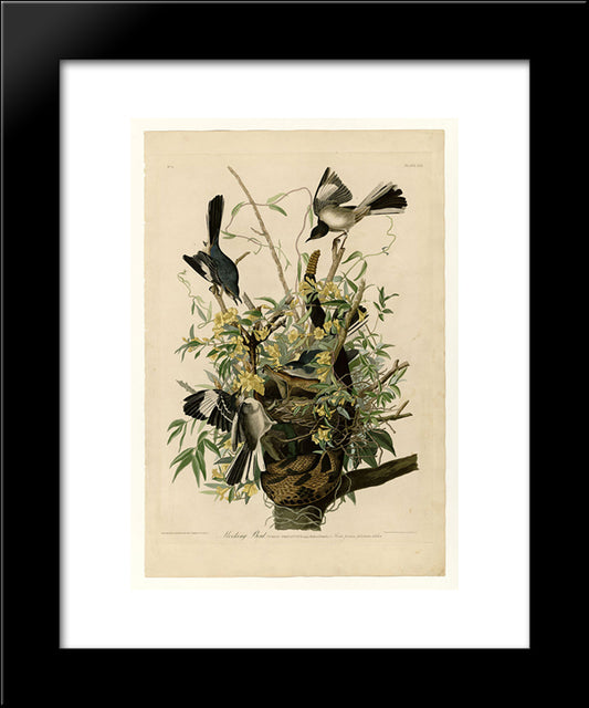 Plate 21. Mocking Bird 20x24 Black Modern Wood Framed Art Print Poster by Audubon, John James