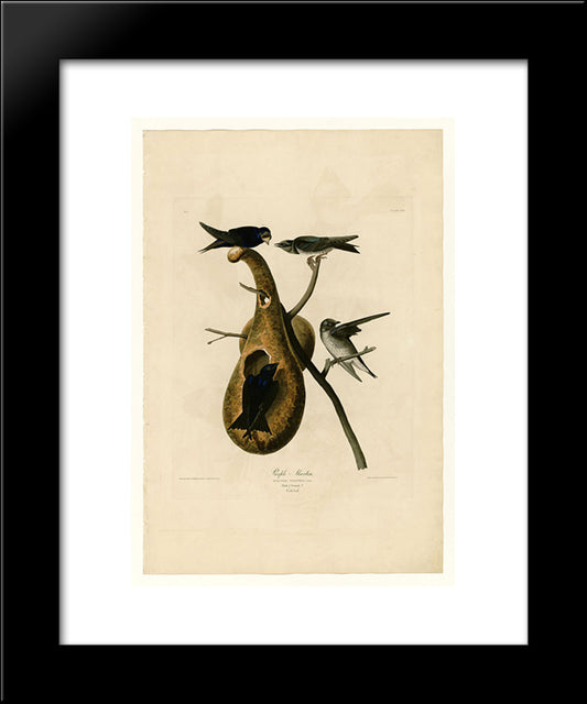 Plate 22. Purple Martin 20x24 Black Modern Wood Framed Art Print Poster by Audubon, John James