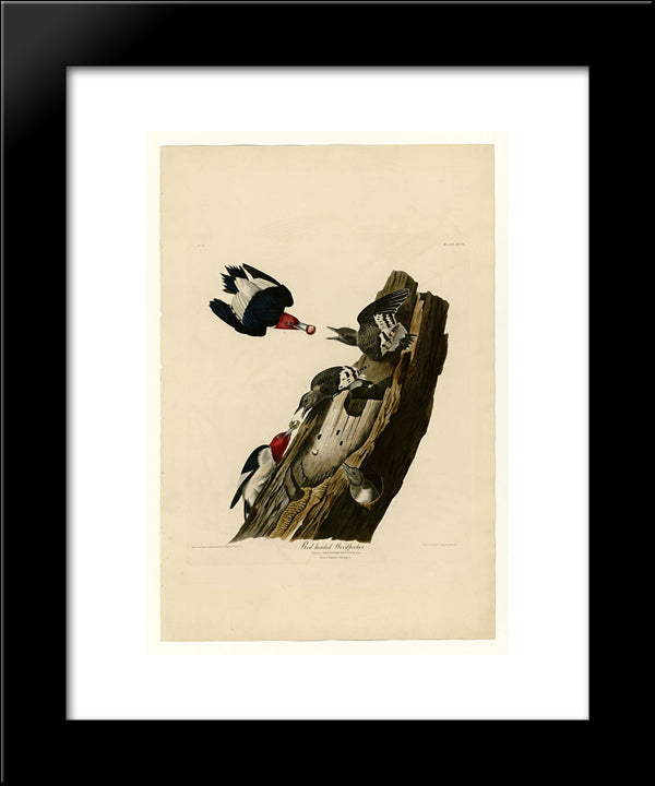 Plate 27. Red Headed Woodpecker 20x24 Black Modern Wood Framed Art Print Poster by Audubon, John James