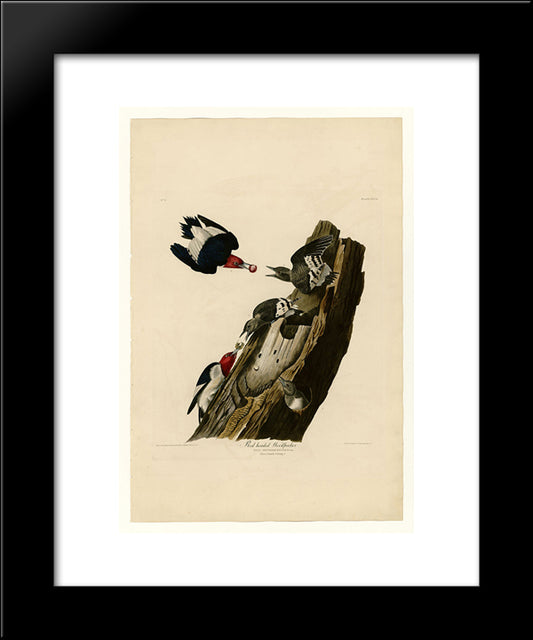 Plate 27. Red Headed Woodpecker 20x24 Black Modern Wood Framed Art Print Poster by Audubon, John James
