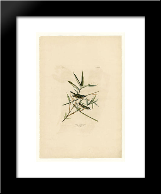 Plate 28. Solitary Flycatcher Or Vireo 20x24 Black Modern Wood Framed Art Print Poster by Audubon, John James