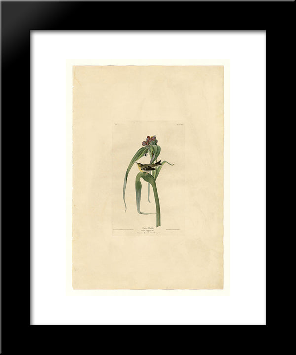 Plate 30. Vigor'S Warbler 20x24 Black Modern Wood Framed Art Print Poster by Audubon, John James