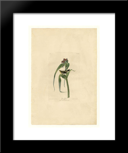 Plate 30. Vigor'S Warbler 20x24 Black Modern Wood Framed Art Print Poster by Audubon, John James