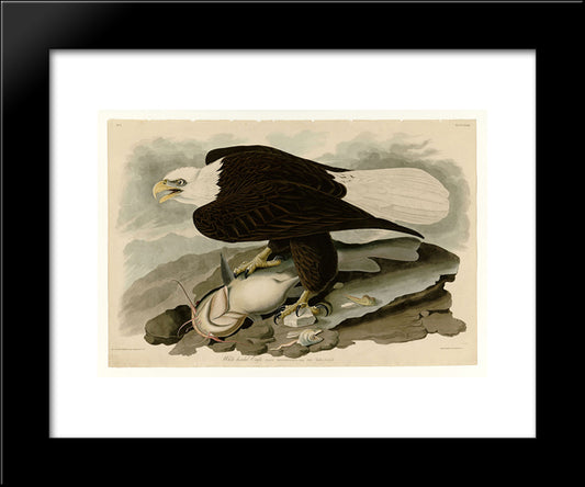 Plate 31. White-Headed Eagle 20x24 Black Modern Wood Framed Art Print Poster by Audubon, John James