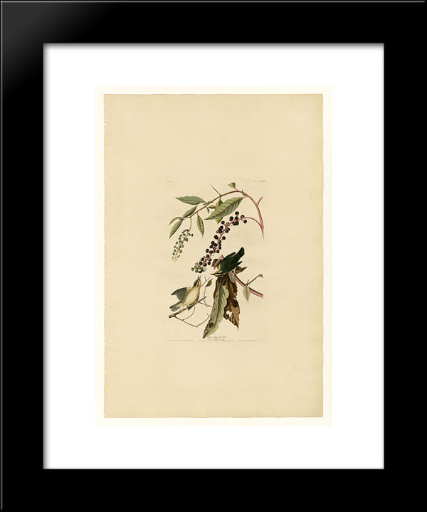 Plate 34. Worm Eating Warbler 20x24 Black Modern Wood Framed Art Print Poster by Audubon, John James