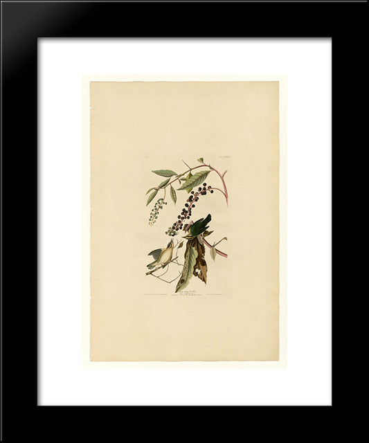 Plate 34. Worm Eating Warbler 20x24 Black Modern Wood Framed Art Print Poster by Audubon, John James
