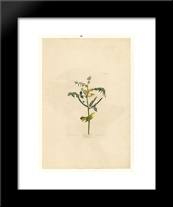 Plate 35. Children'S Warbler 20x24 Black Modern Wood Framed Art Print Poster by Audubon, John James