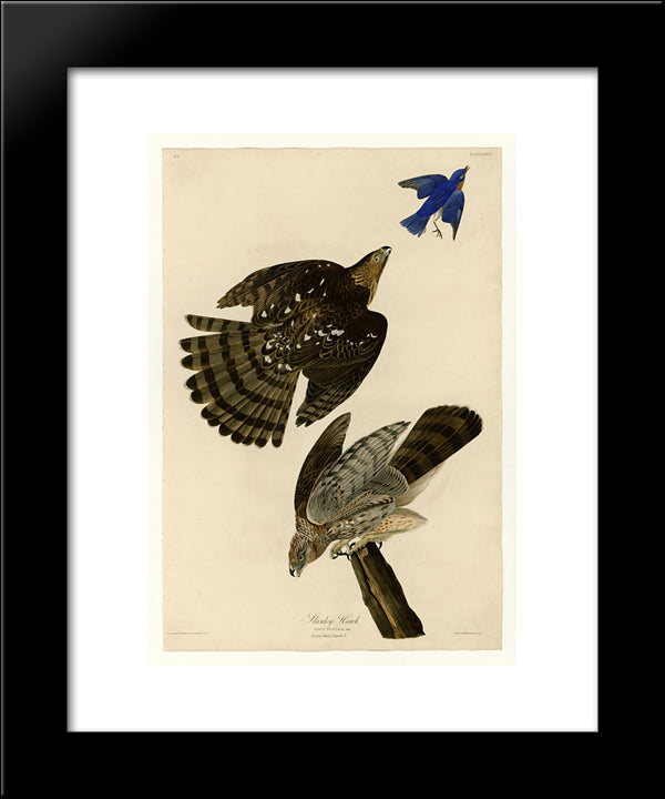Plate 36. Stanley Hawk 20x24 Black Modern Wood Framed Art Print Poster by Audubon, John James