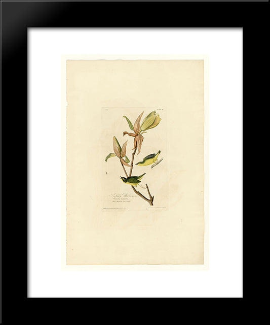 Plate 38. Kentucky Warbler 20x24 Black Modern Wood Framed Art Print Poster by Audubon, John James