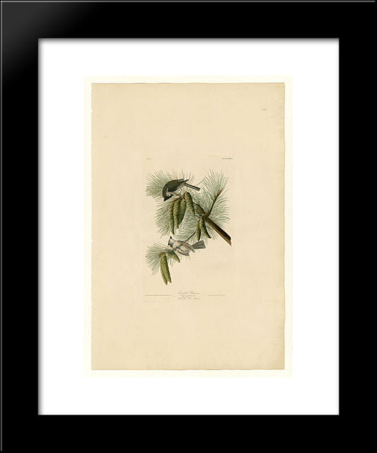 Plate 39. Crested Titmouse 20x24 Black Modern Wood Framed Art Print Poster by Audubon, John James