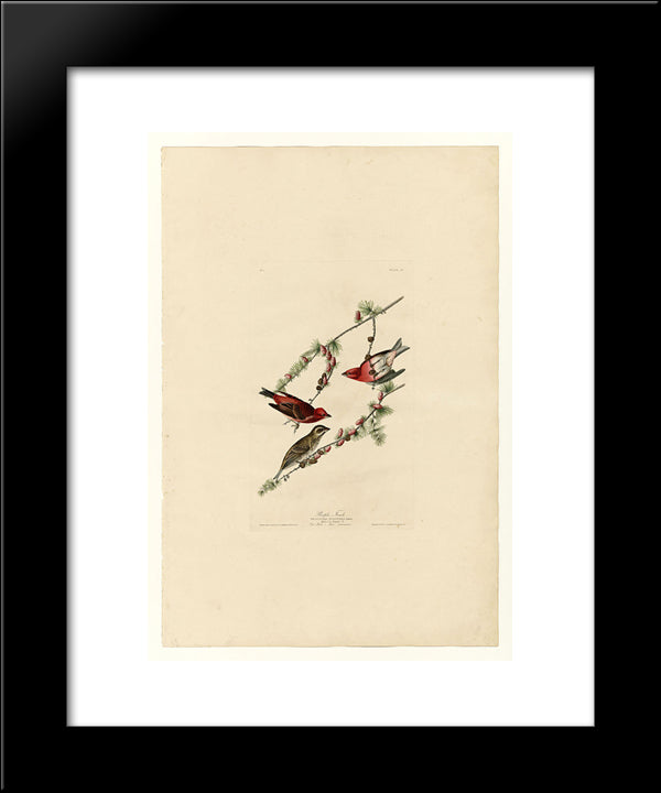 Plate 4. Purple Finch 20x24 Black Modern Wood Framed Art Print Poster by Audubon, John James
